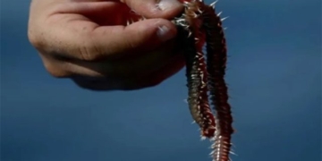 fireworm reborn to threaten the mediterranean coast 135835