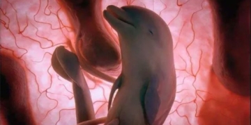 first 3d animal pregnancy images 10327