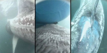 first time live recording of shark being hit by boat 135757