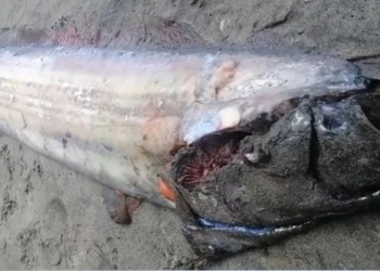 fisherman catches 4 5 meter long monster catfish in the sea 136012