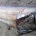 fisherman catches 4 5 meter long monster catfish in the sea 136012