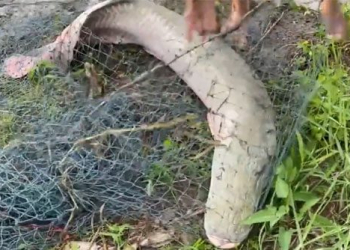 fisherman pulls net to detect monster super large fight big in water 116953