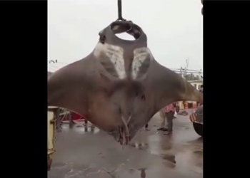 fishing rod catches giant catfish weighing 750kg 135347