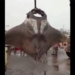 fishing rod catches giant catfish weighing 750kg 135347