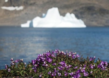 flower thach tai greenland warning new threat from rising sea levels 135986