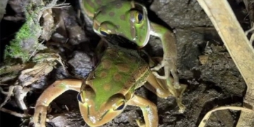 frog eating pork finding ways to collaborate 135653