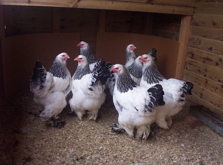 Due to its rarity, Brahma chicken owners believe it brings them good luck