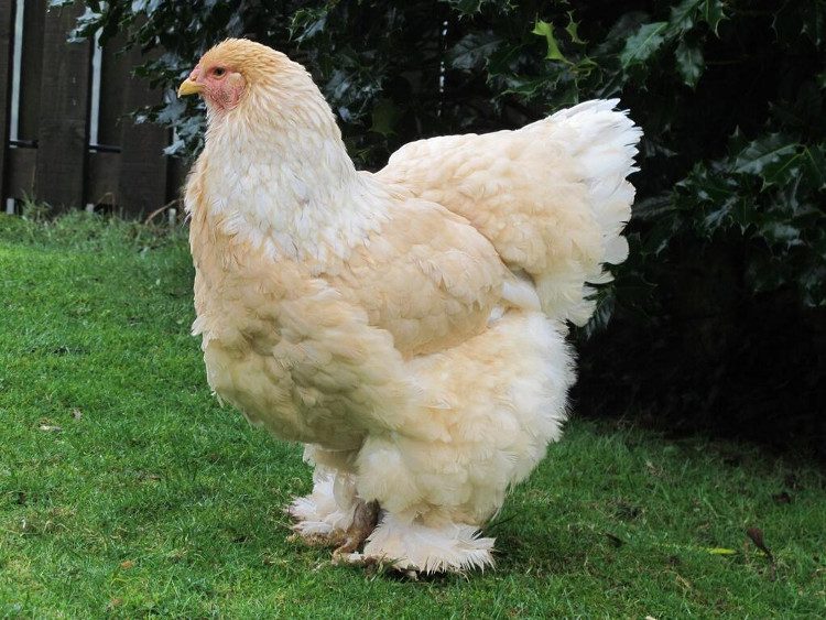 The giant chicken known as Brahma