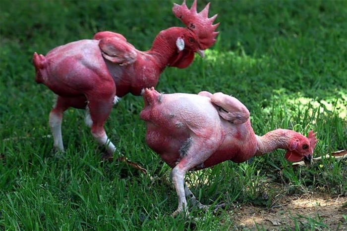 Featherless Chicken