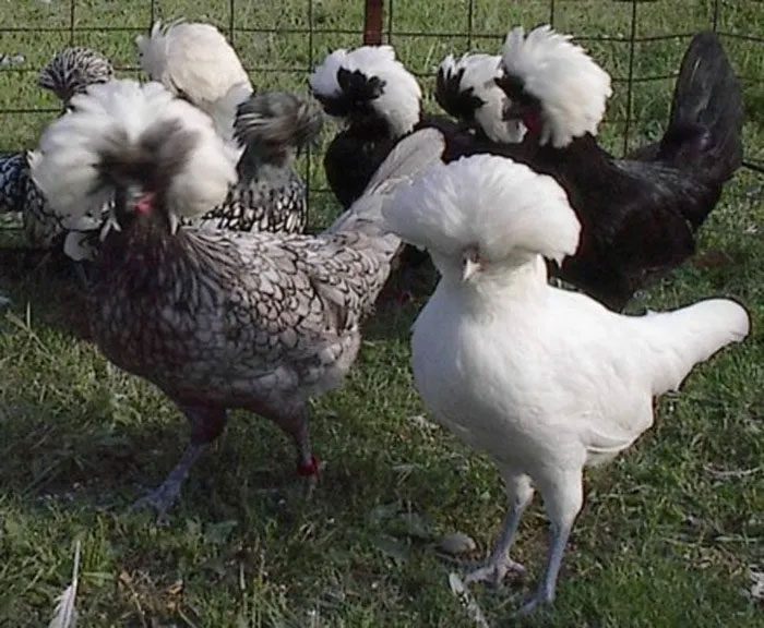 The large feathers make their heads look like a magnificent flower.