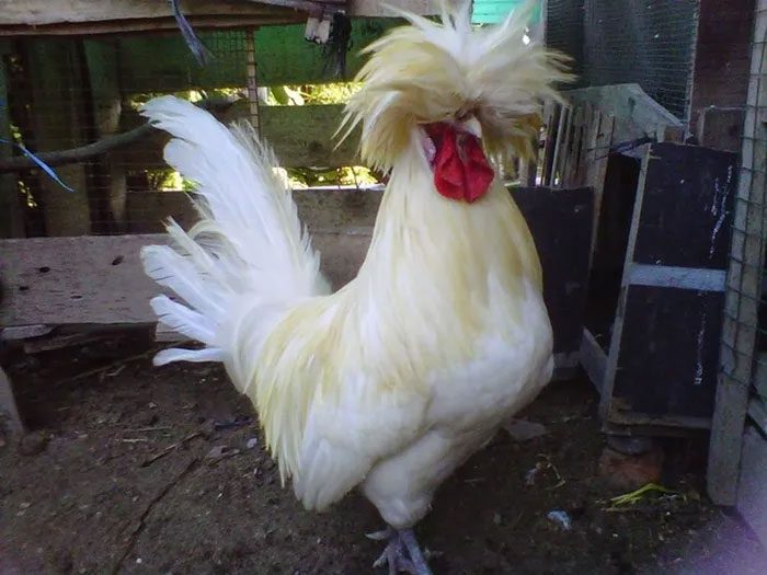 Polish chickens originated from the Netherlands and are popular in Europe.