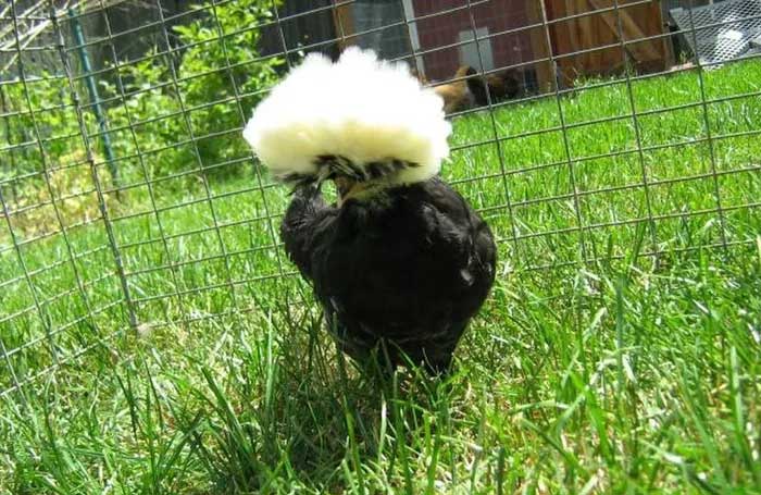 The reason behind this breed's strange feather colors and shapes remains unclear.