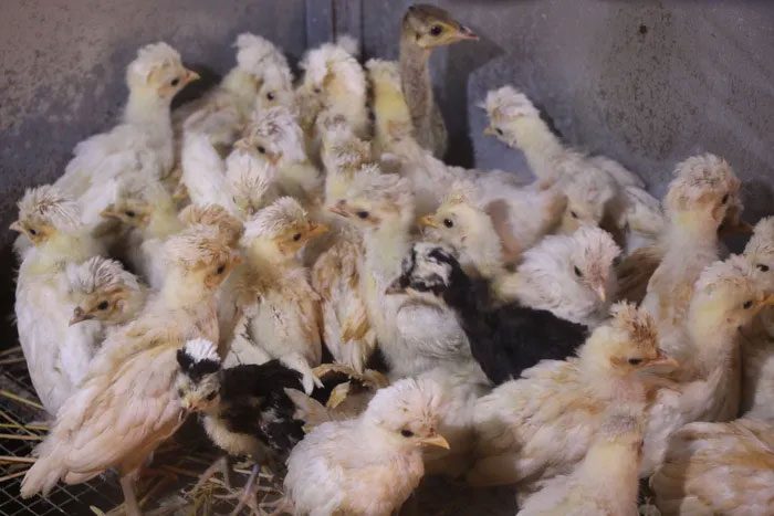 From the moment they hatch, Polish chicks already have a tuft of feathers on their heads.