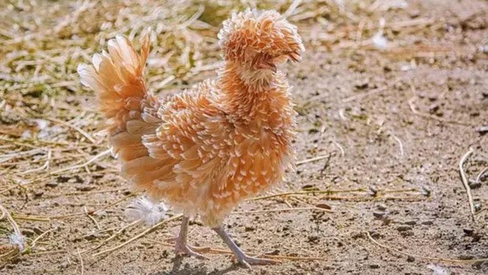 Due to their unique appearance, Polish chickens are favored as ornamental birds.