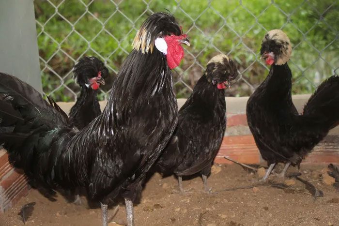 Polish chickens have an average weight of about 1.8–2kg.