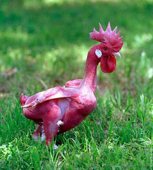 Featherless Chicken