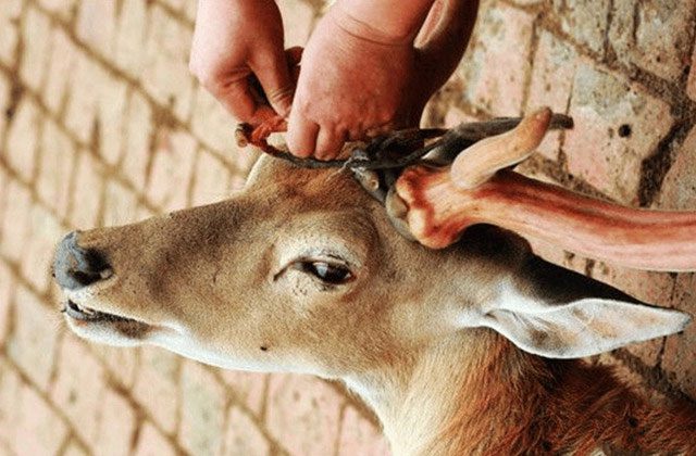 The newly grown antlers are known for their rich medicinal properties.