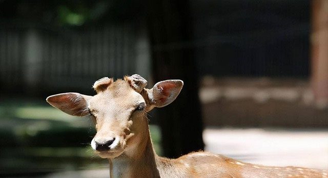 Deer antlers are a valuable natural resource