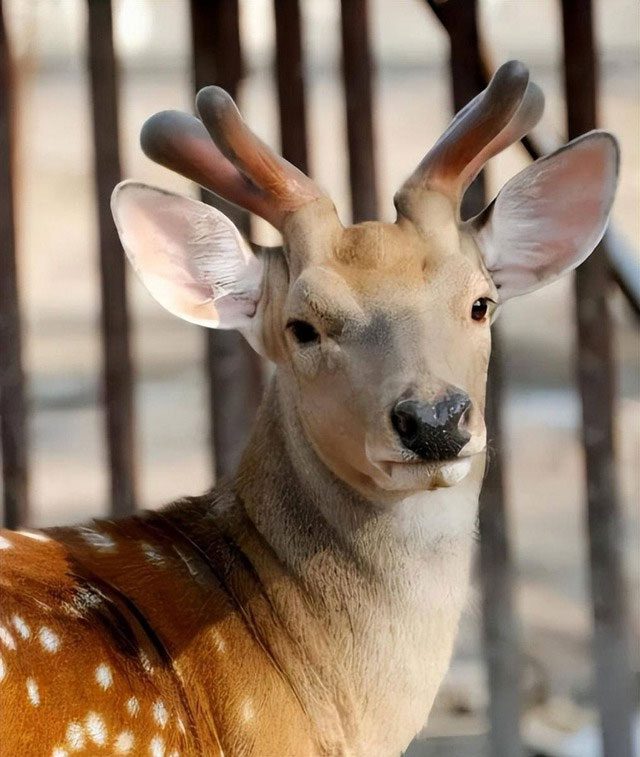 Deer antlers do not play a significant role in the daily life of deer.