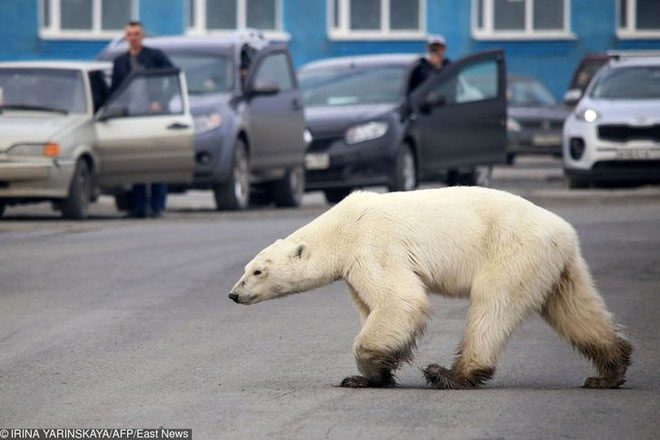 Polar bears