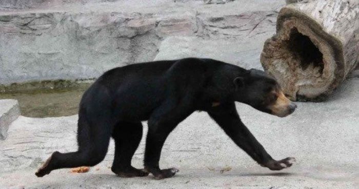 Sun bears often sunbathe or sleep in trees 2 to 7 meters above the ground.