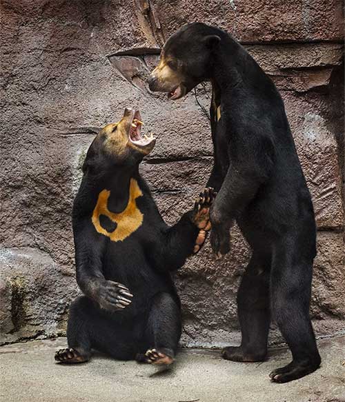 Sun bears are approximately 1.2 meters long and about 0.7 meters high.