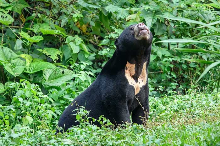 The two main threats to sun bears are habitat loss and commercial hunting.