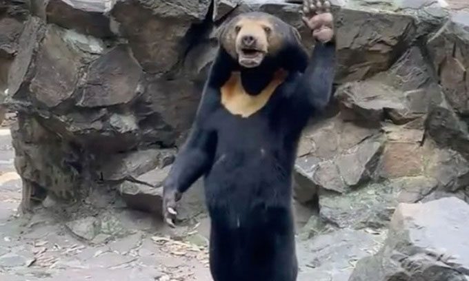 Sun bear waving while standing upright on two legs.