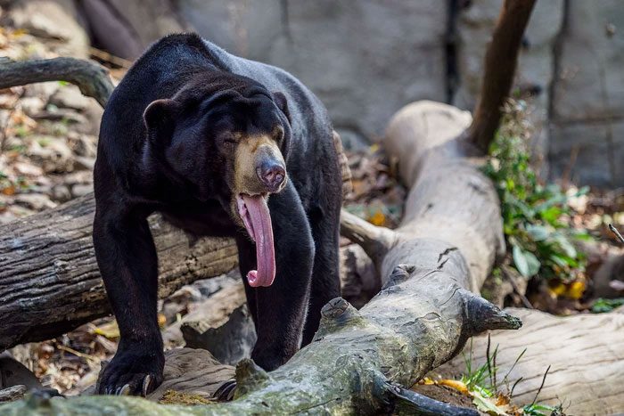 Sun bears are considered the smallest of all current bear species.