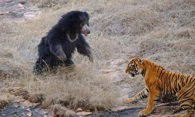 A sloth bear confronts a nearby tiger.