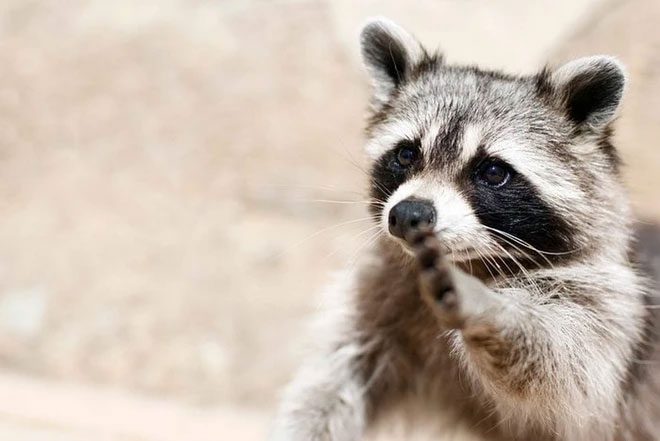 North American Raccoon