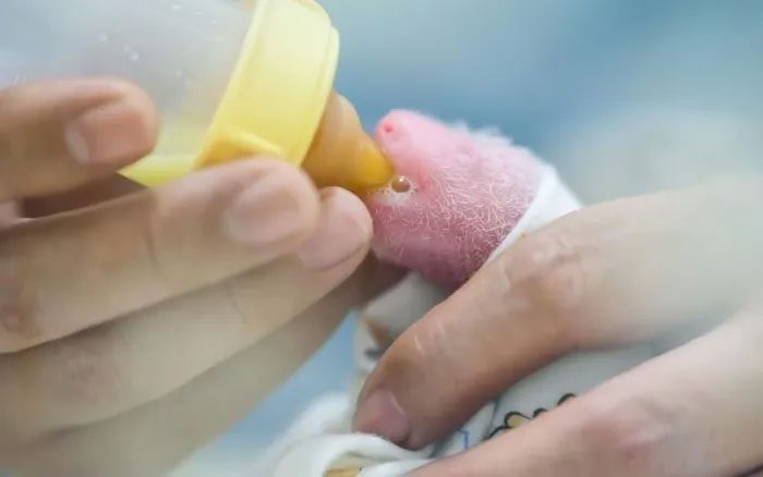 A video posted on Saturday (July 18) showing a cub being fed.