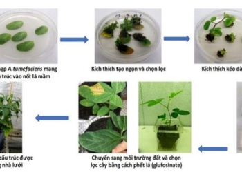 gene editing reducing sugar content in soybean 136067