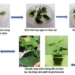 gene editing reducing sugar content in soybean 136067