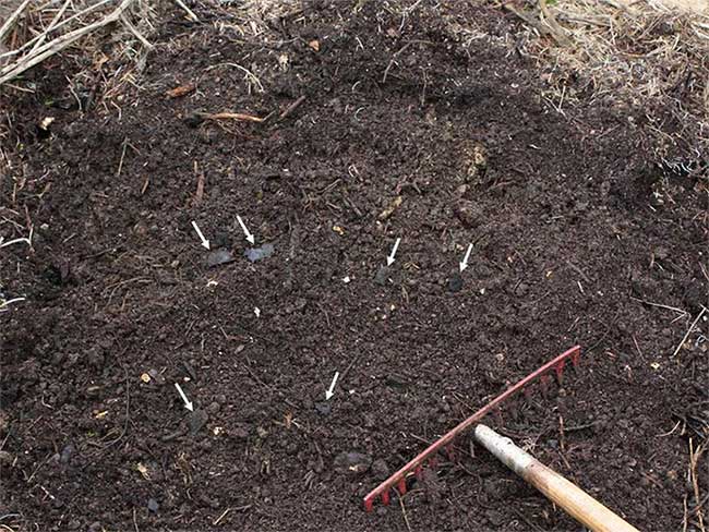 Homemade biochar: charcoal composted with garden waste, kitchen scraps, and soil.