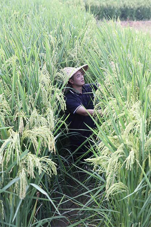 This giant rice variety can yield 750-900kg per sample.