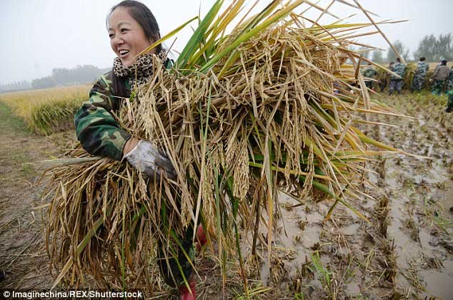 This giant rice variety can yield 750-900kg per sample.