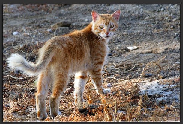 The mysterious cat breed in Corsican legends.