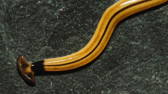 Hammerhead worms primarily live in tropical forests.