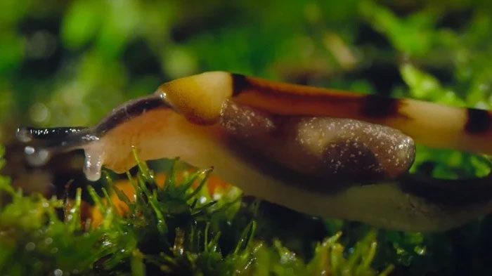 Hammerhead worms hunt for earthworms, snails, slugs, and more after dark.