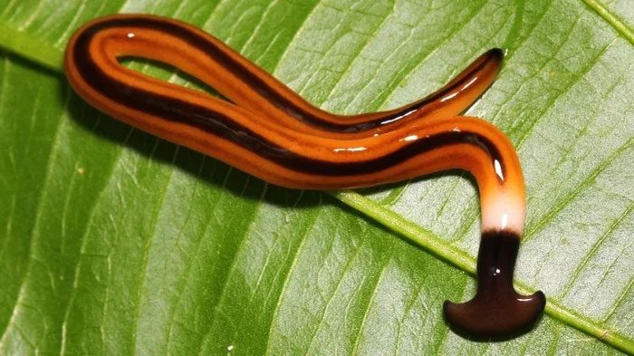 Some hammerhead worm species produce a potent neurotoxin called tetrodotoxin.