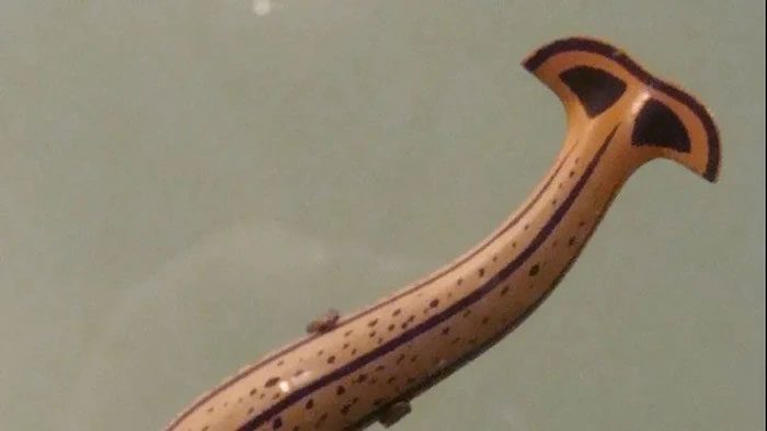 Hammerhead worms have silently invaded many new areas over several decades.