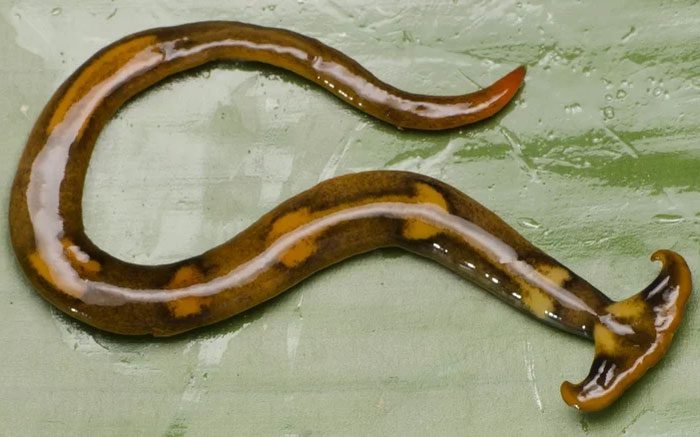 Terrestrial flatworms