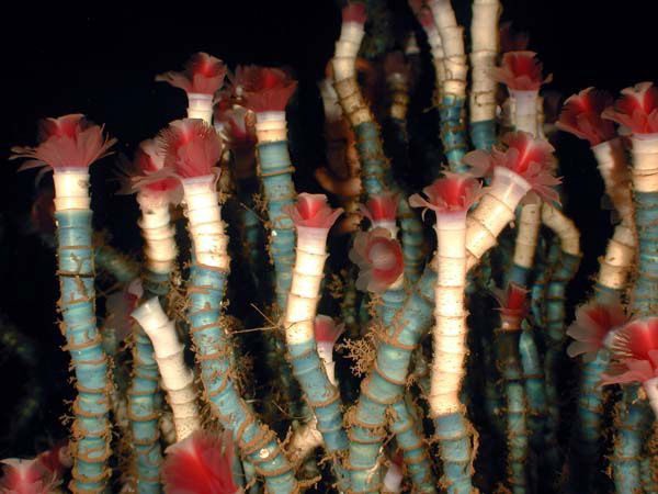 Lamellibrachia Tube Worm