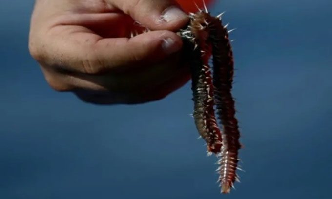 Fireworms can regenerate when cut in half