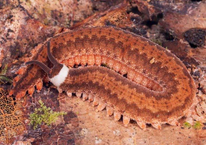 Velvet Worm