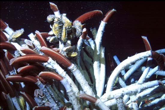 Vestimentiferan Tube Worm