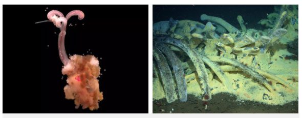 Zombie worms feeding on whale bones.