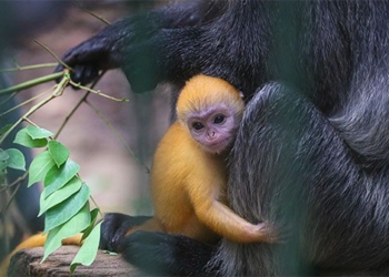 golden yellow baby born in the white handed gibbon park 136045