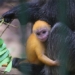 golden yellow baby born in the white handed gibbon park 136045